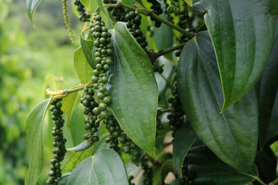 Black Pepper Crop Bio Fertilizer Nutrition and  Protection Package Geolife Agro Nano Technology