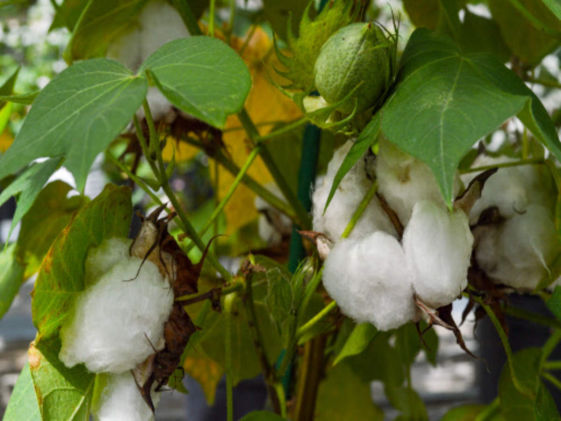 Cotton Crop Bio Fertilizer Nutrition and  Protection Package Geolife Agro Nano Technology