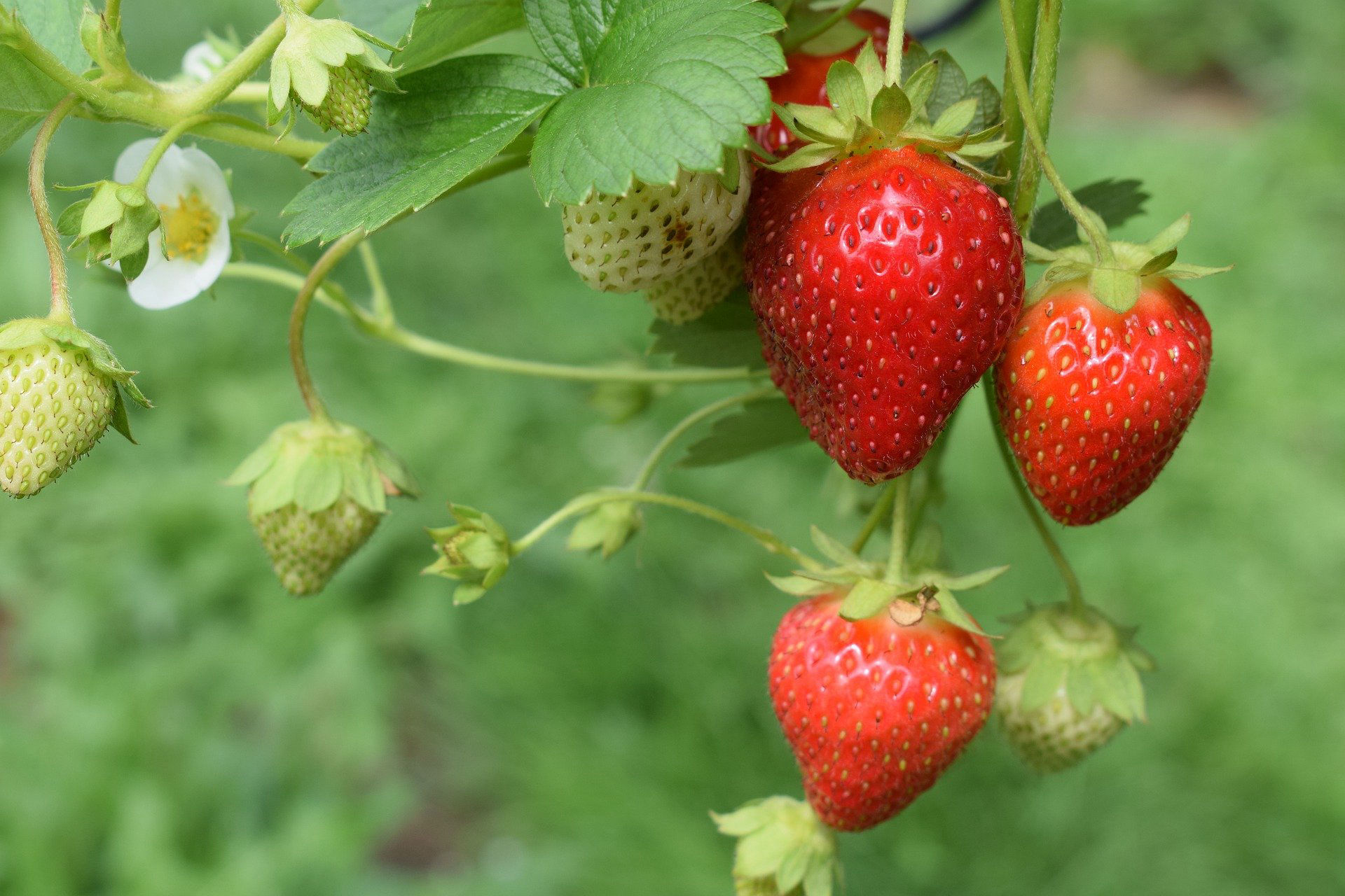 Strawberry  Crop Bio Fertilizer Nutrition and  Protection Package Geolife Agro Nano Technology