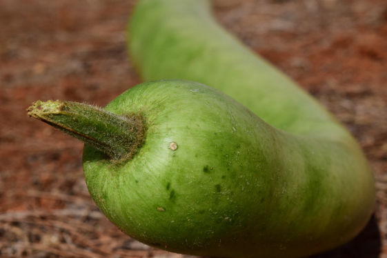 Bottle Gourd Crop Bio Fertilizer Nutrition and  Protection Package Geolife Agro Nano Technology