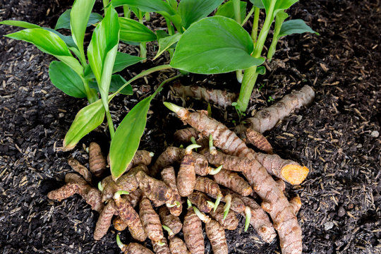 Turmeric Crop Bio Fertilizer Nutrition and  Protection Package Geolife Agro Nano Technology