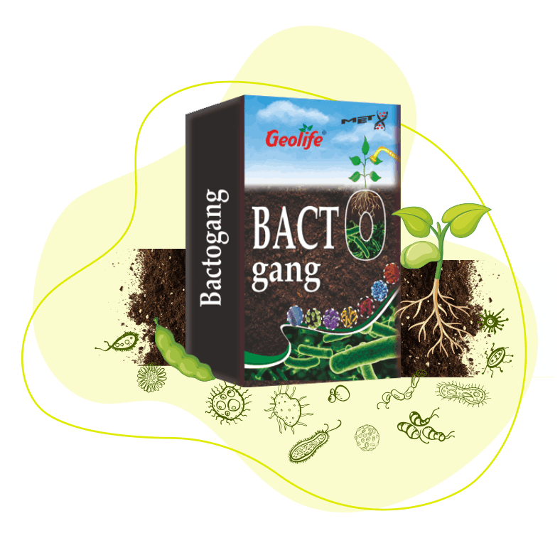 Bactogang - High Performing Bio Fertilizer -Geolife