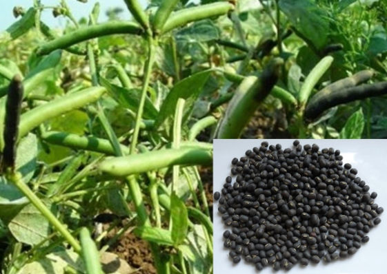 Blackgram Crop Bio Fertilizer Nutrition and  Protection Package Geolife Agro Nano Technology