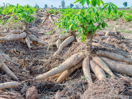 Cassava Crop Bio Fertilizer Nutrition and  Protection Package Geolife Agro Nano Technology