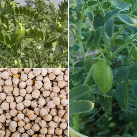 Chickpeas Crop Bio Fertilizer Nutrition and  Protection Package Geolife Agro Nano Technology