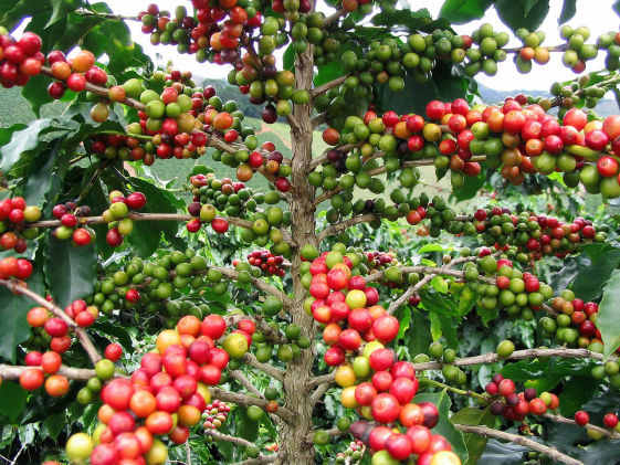 Coffee Crop Bio Fertilizer Nutrition and  Protection Package Geolife Agro Nano Technology