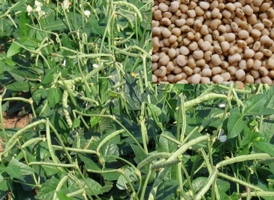 Cowpea Crop Bio Fertilizer Nutrition and  Protection Package Geolife Agro Nano Technology