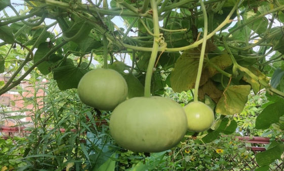 Indian Squash Tinda Crop Bio Fertilizer Nutrition and  Protection Package Geolife Agro Nano Technology