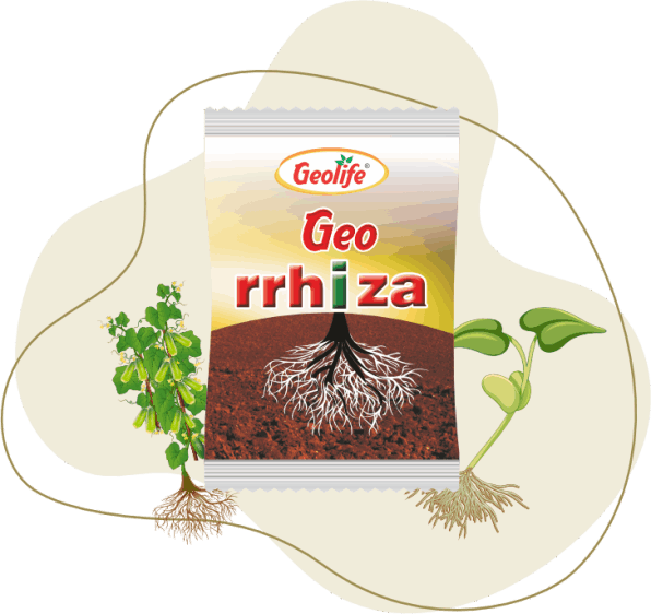 Geolife Georrhiza