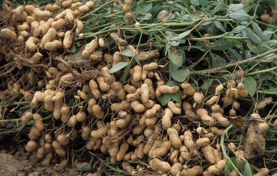 Ground Nut Crop Bio Fertilizer Nutrition and  Protection Package Geolife Agro Nano Technology