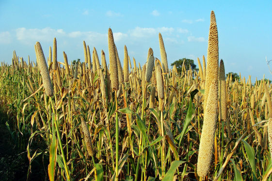 Pearl Millet Bajara Crop Bio Fertilizer Nutrition and  Protection Package Geolife Agro Nano Technology