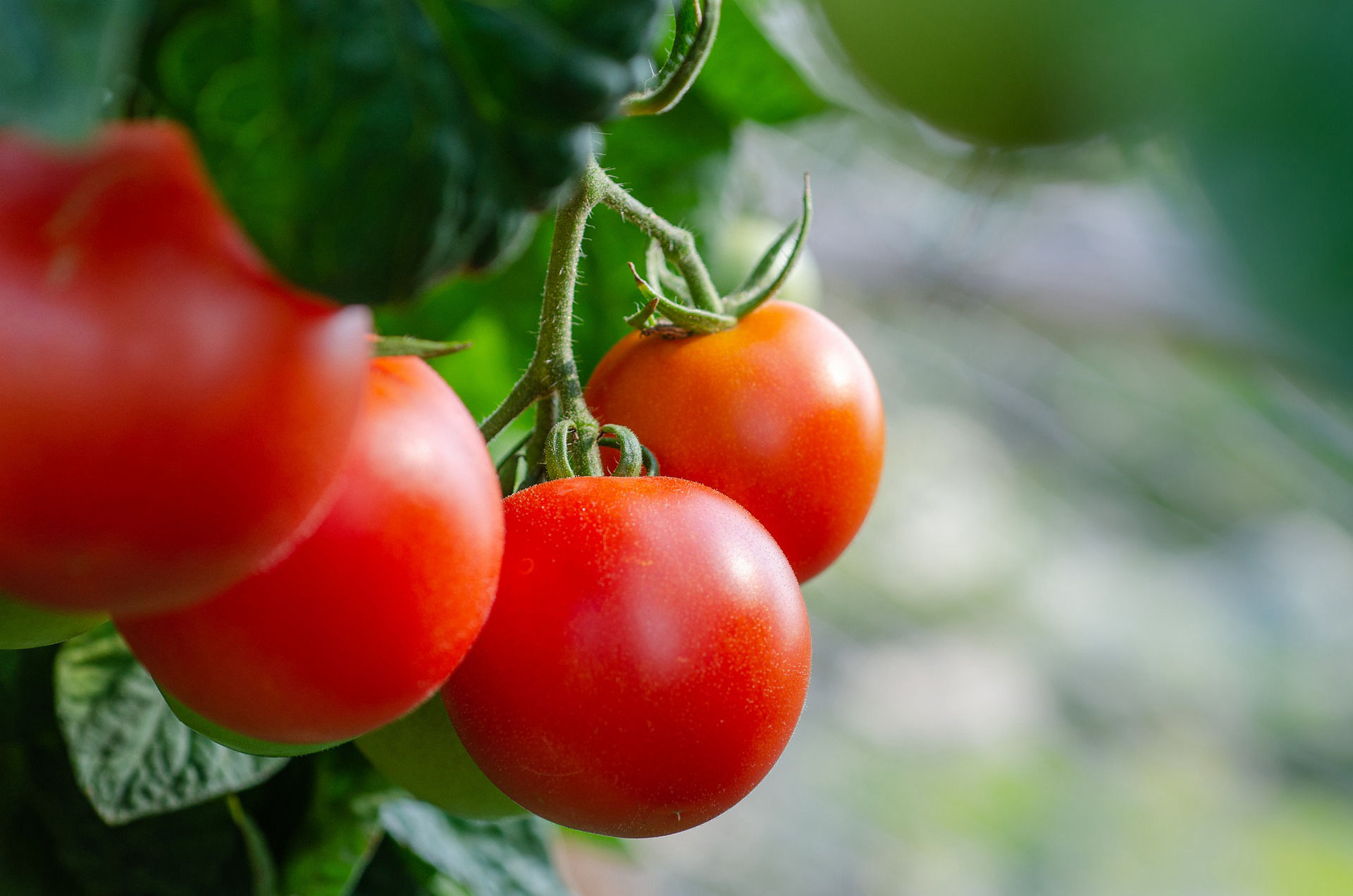 Tomato Crop Bio Fertilizer Nutrition and  Protection Package Geolife Agro Nano Technology