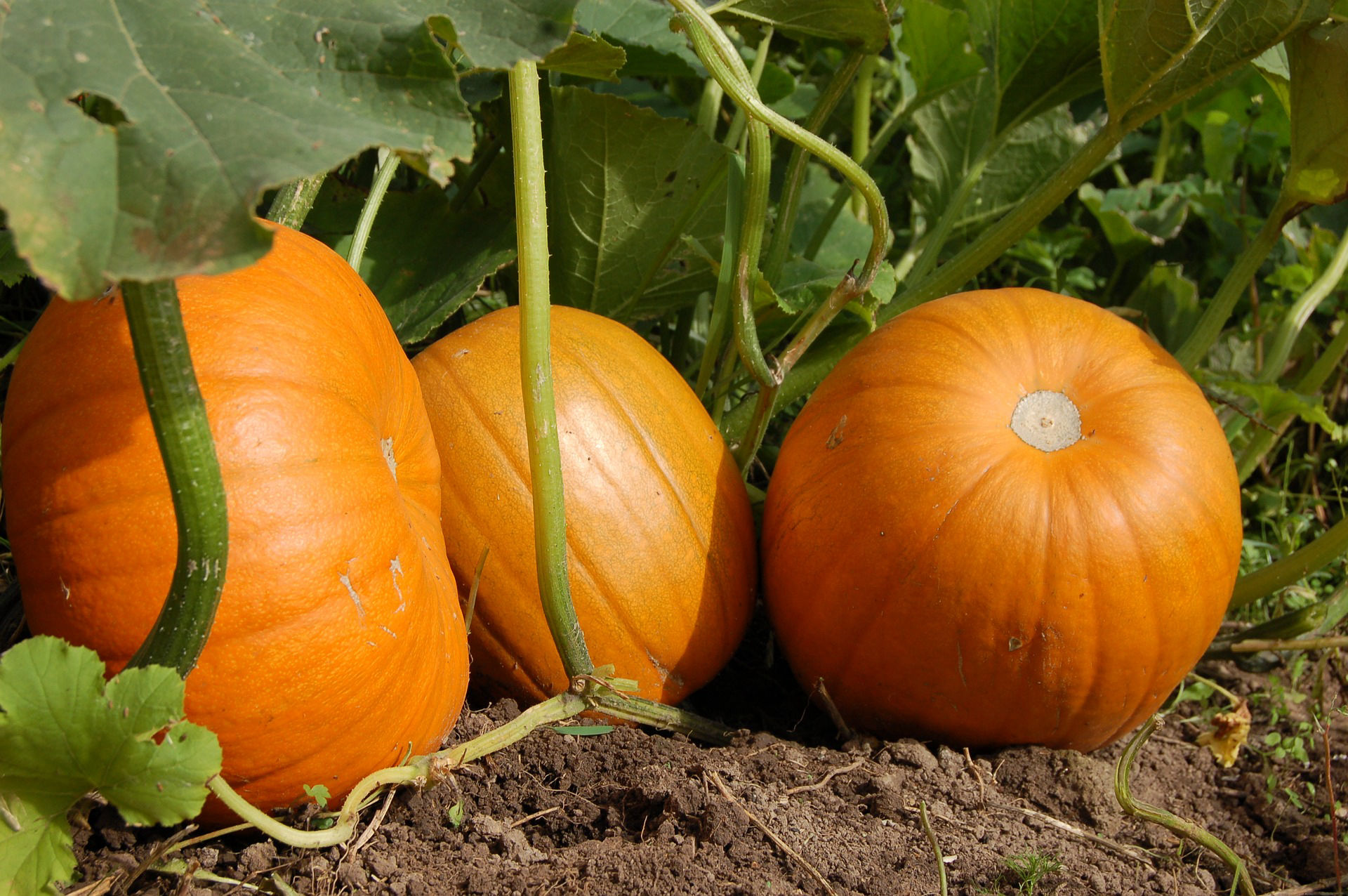 Pumpkin Crop Bio Fertilizer Nutrition and  Protection Package Geolife Agro Nano Technology