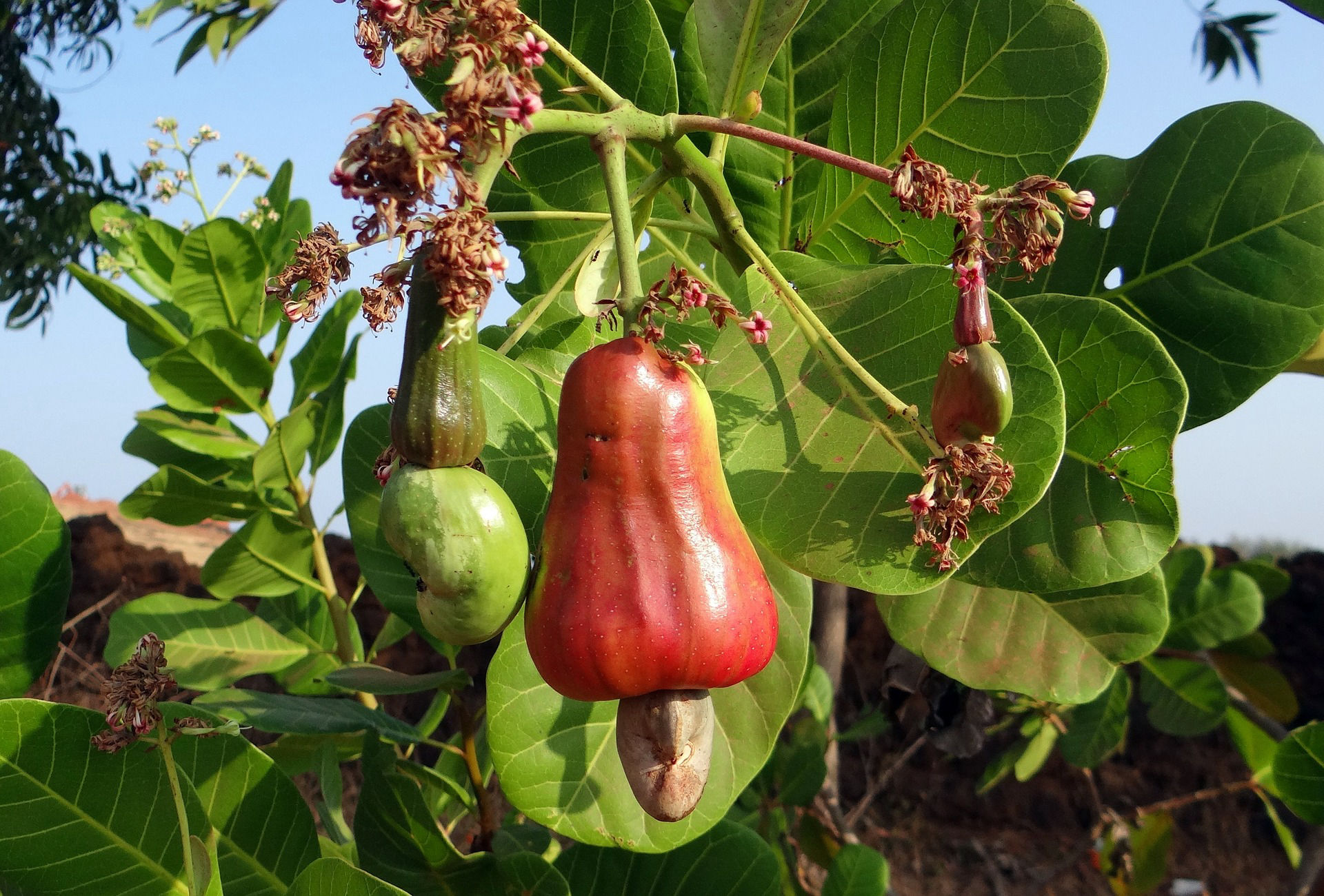 Cashew Crop Bio Fertilizer Nutrition and  Protection Package Geolife Agro Nano Technology