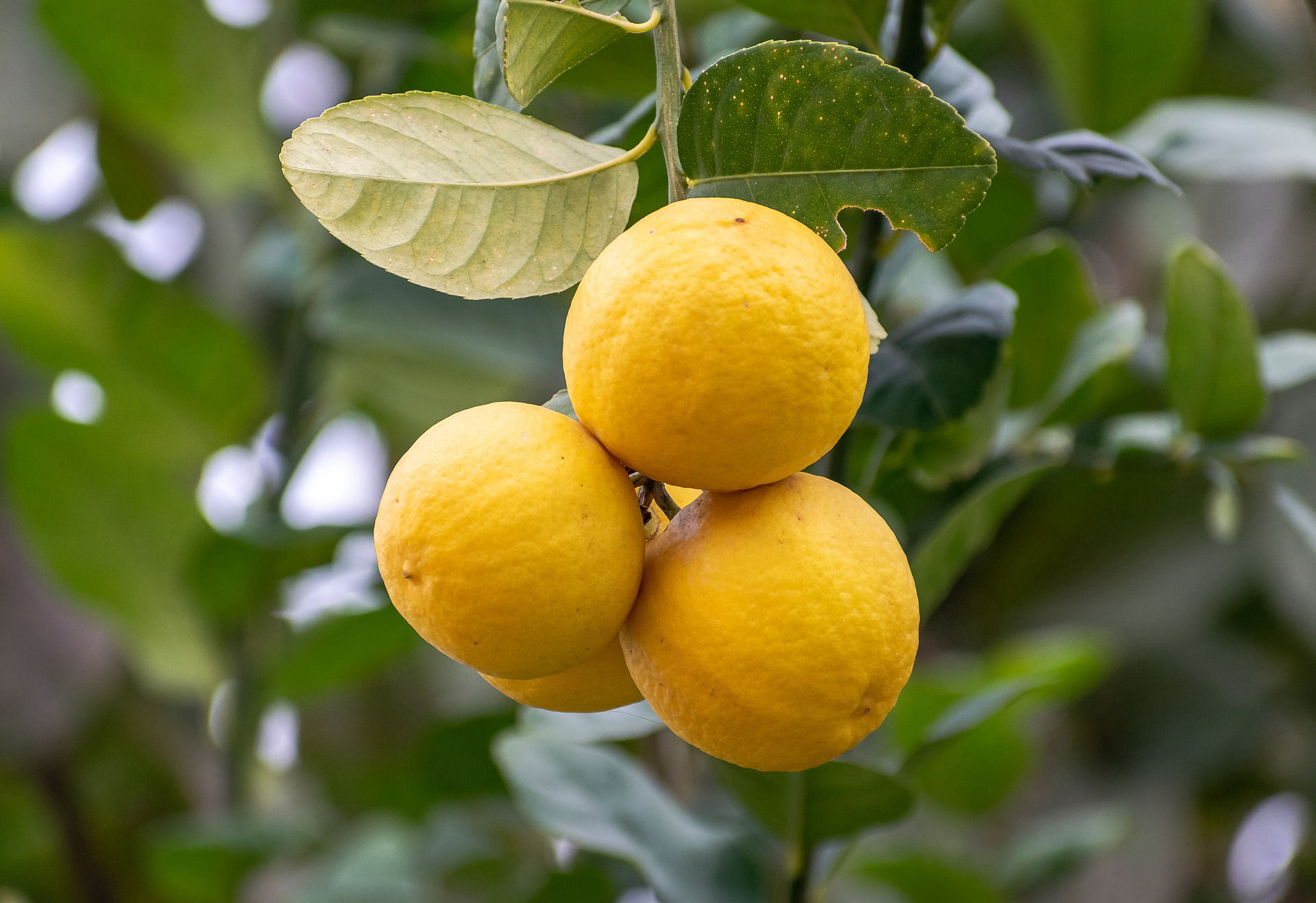 Lemon Crop Bio Fertilizer Nutrition and  Protection Package Geolife Agro Nano Technology