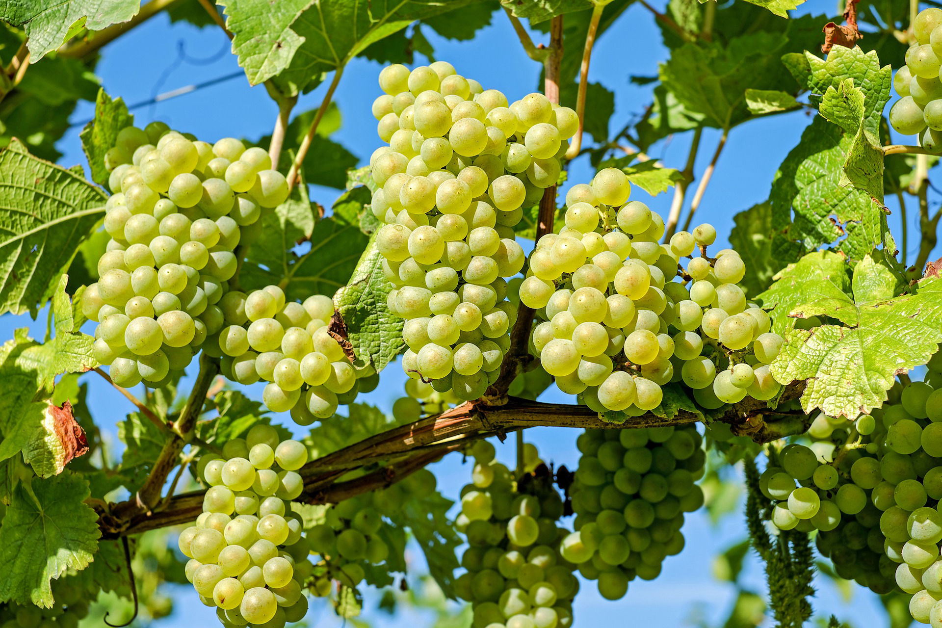 Grape Crop Bio Fertilizer Nutrition and  Protection Package Geolife Agro Nano Technology