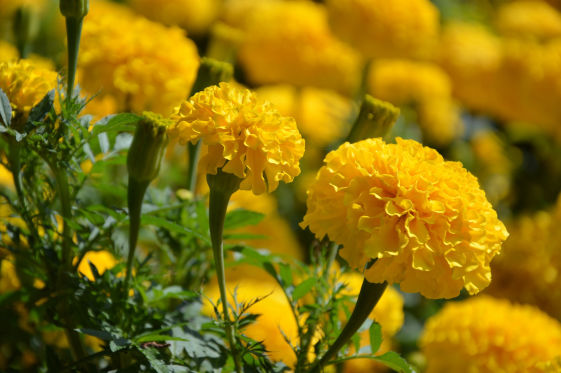 Marigold Crop Bio Fertilizer Nutrition and  Protection Package Geolife Agro Nano Technology