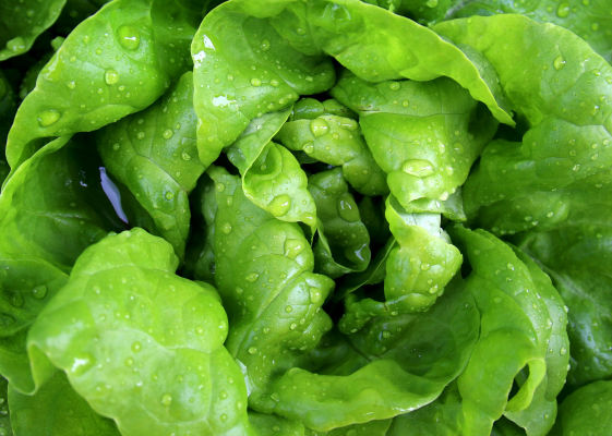 Lettuce Crop Bio Fertilizer Nutrition and  Protection Package Geolife Agro Nano Technology