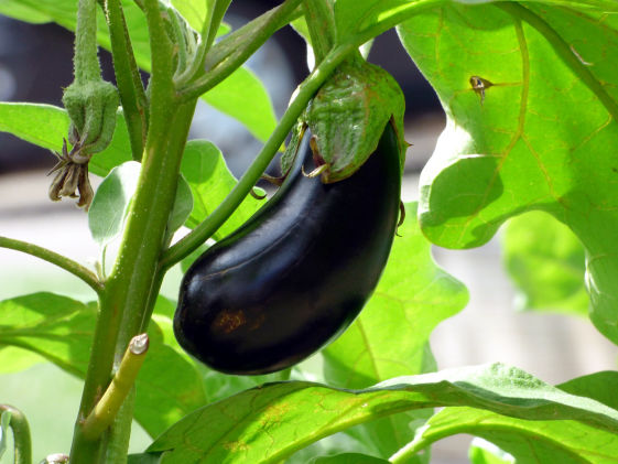 Brinjal Crop Bio Fertilizer Nutrition and  Protection Package Geolife Agro Nano Technology