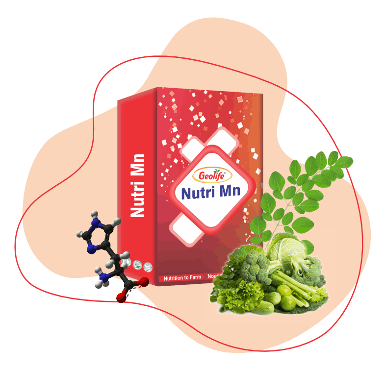 Nano Mn(26%) - Macro Nutrient Fertilizers - Geolife