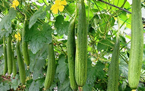 Sponge Gourd Crop Bio Fertilizer Nutrition and  Protection Package Geolife Agro Nano Technology