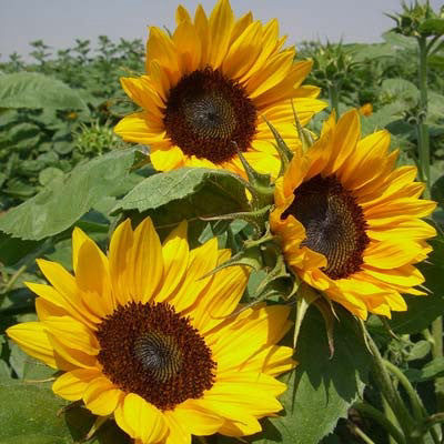 Sunflower Crop Bio Fertilizer Nutrition and  Protection Package Geolife Agro Nano Technology