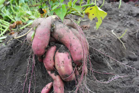 Sweet Potato Crop Bio Fertilizer Nutrition and  Protection Package Geolife Agro Nano Technology