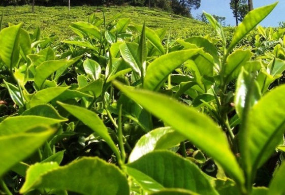 Tea Crop Bio Fertilizer Nutrition and  Protection Package Geolife Agro Nano Technology