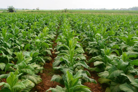 Tobacco Crop Bio Fertilizer Nutrition and  Protection Package Geolife Agro Nano Technology