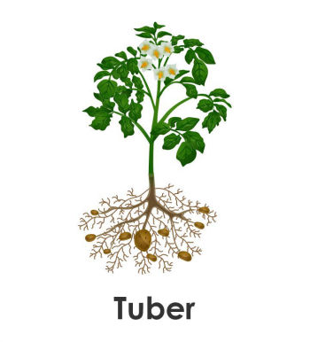 Tuber crops