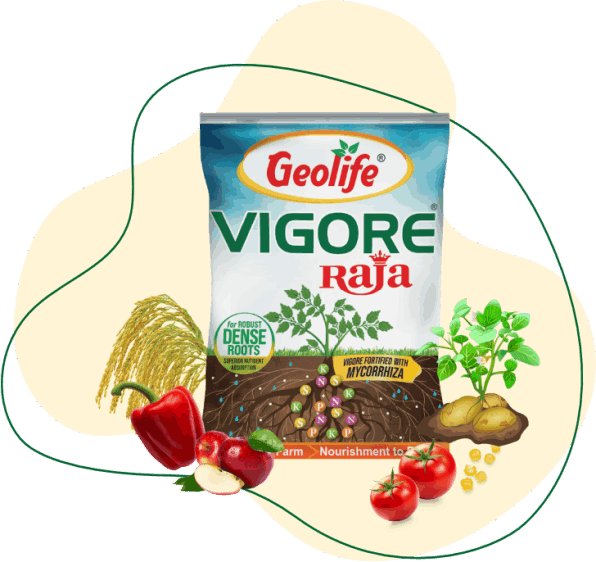 geolife Vigore Raja