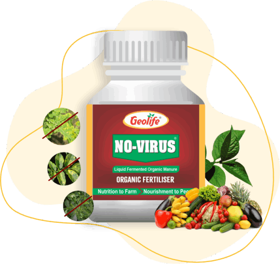 No Virus