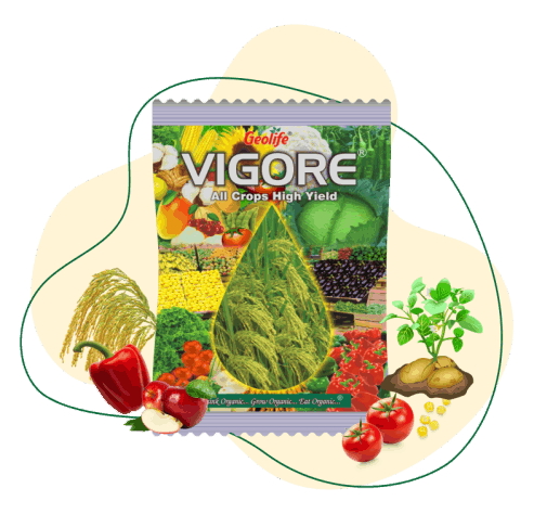 Vigore